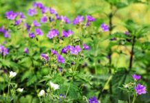 Po co łapki niedrapki?