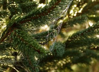 Kiedy dziecko zaczyna kontrolować potrzeby fizjologiczne?