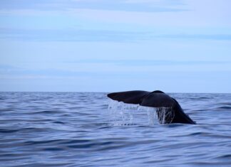 Jaką grubość ołówka automatycznego?