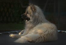 Czy w parku trampolin można płacić bonem turystyczny?