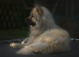 Czy w parku trampolin można płacić bonem turystyczny?