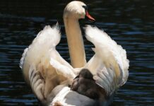 Jaki fotelik dla 4 letniego dziecka? Jaki fotelik dla 4 letniego dziecka?