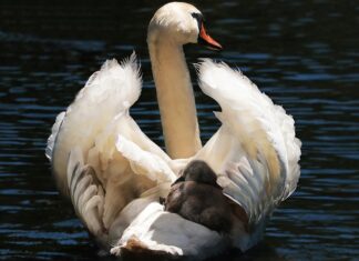 Jaki fotelik dla 4 letniego dziecka?