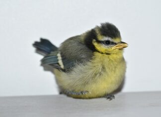 Ile i jakie ciuszki dla noworodka? Ile i jakie ciuszki dla noworodka?